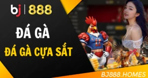 Luật chơi đá gà cựa sắt