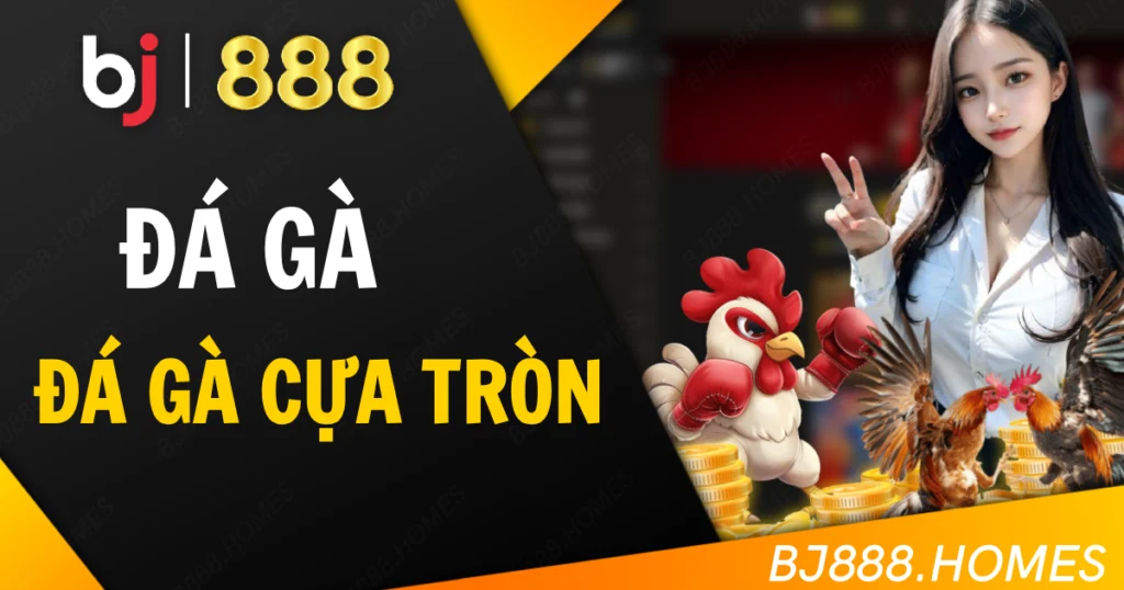 Lý do chọn BJ888 cho đá gà cựa tròn