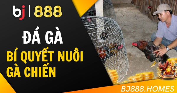 BJ888 Bí Quyết Nuôi Gà Chiến
