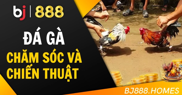 BJ888 Chăm Sóc Và Áp Dụng Chiến Thuật Đá Gà
