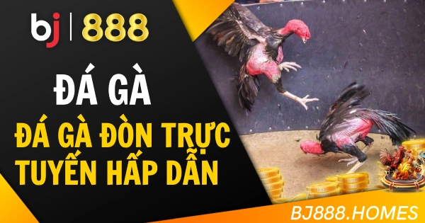 Đá Gà Đòn Trực Tuyến Hấp Dẫn Cho Mọi Kê Thủ