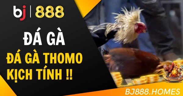 Đá Gà Thomo Trực Tuyến Kịch Tính