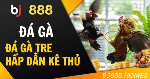 Đá Gà Tre Hấp Dẫn Cho Mọi Kê Thủ
