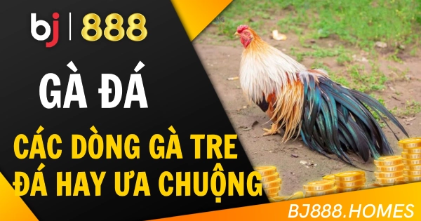 Các Dòng Gà Tre Đá Hay Được Ưa Chuộng Nhất