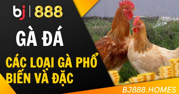 BJ888 Các Loại Gà Đá Phổ Biến Và Đặc Điểm Nhận Biết