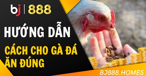 Cách Cho Gà Đá Ăn Đúng Chuẩn Để Ra Đòn Mạnh