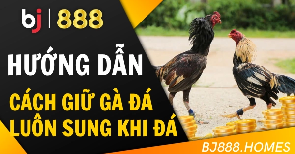 Cách Giữ Gà Đá Luôn Sung Trước Khi Vào Trận