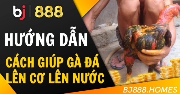 Cách Giúp Gà Đá Lên Cơ Lên Nước Nhanh Chóng