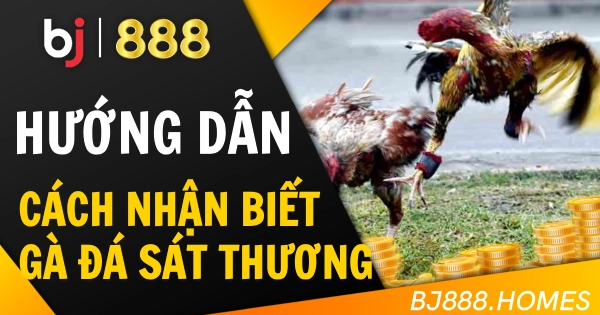 Cách Nhận Biết Gà Đá Có Đòn Chân Sát Thương Cao