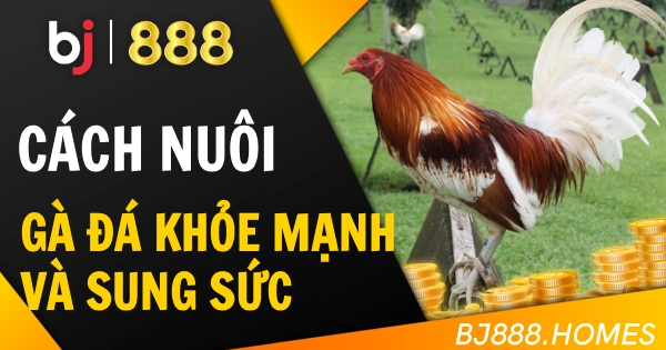 Cách Nuôi Gà Đá Khỏe Mạnh Và Sung Sức Nhất