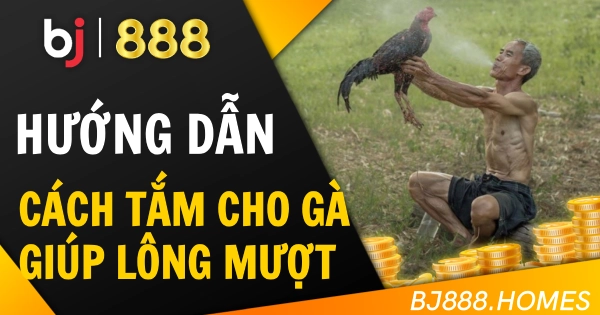 Cách Tắm Cho Gà Đá Giúp Lông Mượt Và Sạch Sẽ