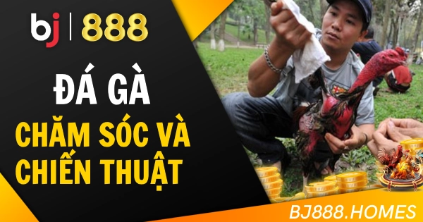 Chọn Giống Gà Chiến: Đừng Chọn Nhầm 'Cục Cưng'!