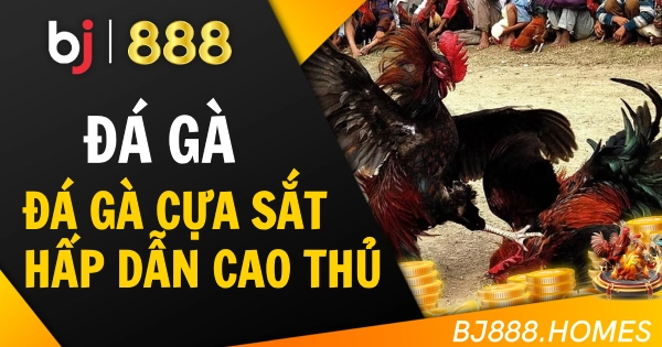 Đá Gà Cựa Sắt Hấp Dẫn Cho Mọi Cao Thủ