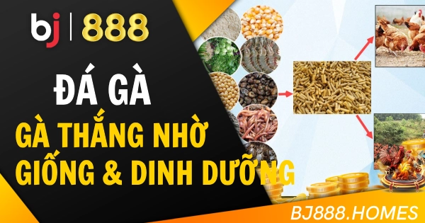 Gà Đá Thắng Liên Tục Nhờ Giống Và Chế Độ Dinh Dưỡng