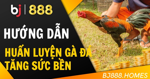 Hướng Dẫn Huấn Luyện Gà Đá Tăng Sức Bền Trận Đấu