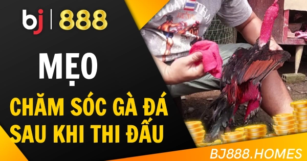 BJ888 Mẹo Chăm Sóc Gà Đá Sau Khi Thi Đấu Tránh Suy Nhược