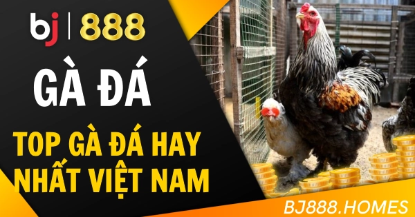 Top Gà Đá Hay Nhất Việt Nam Nhiều Người Săn Đón