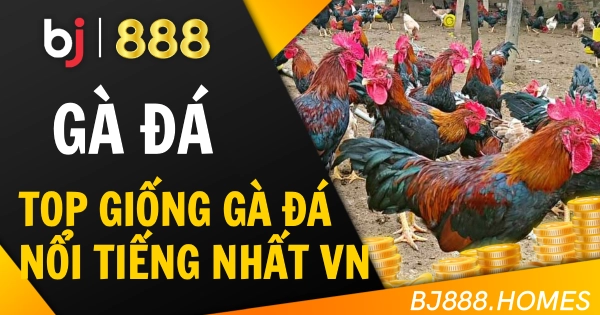 BJ888 Top Giống Gà Đá Nổi Tiếng Nhất Ở Việt Nam